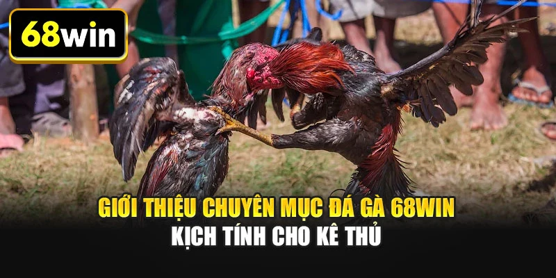 Giới thiệu chuyên mục đá gà 68WIN kịch tính cho kê thủ