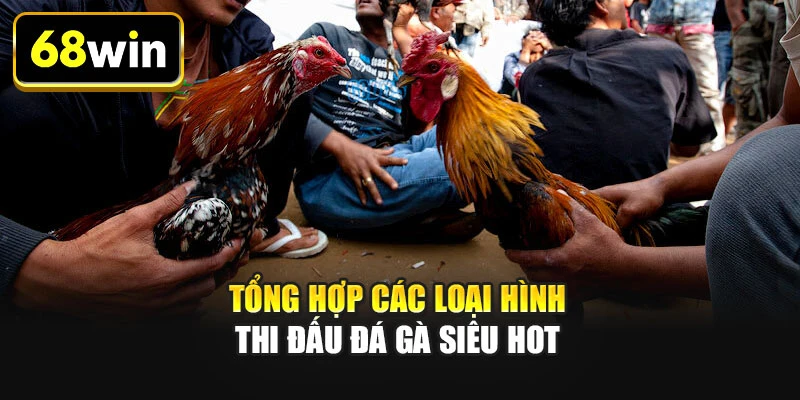  Tổng hợp các loại hình thi đấu đá gà siêu hot Tổng hợp các loại hình thi đấu đá gà siêu hot