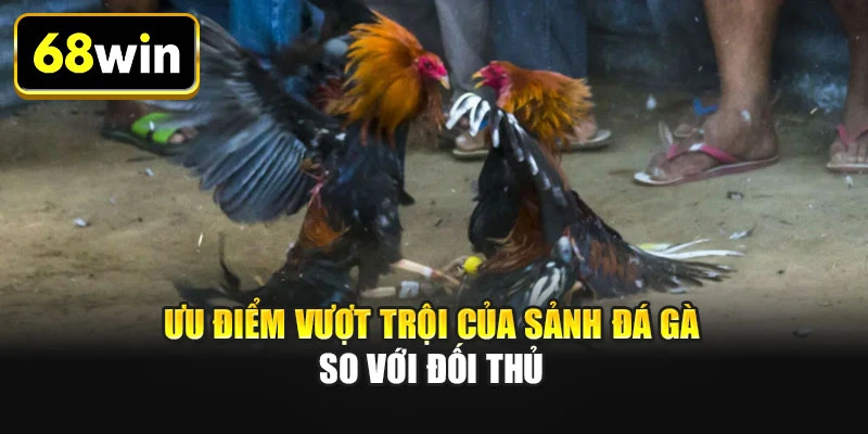 Ưu điểm vượt trội của sảnh đá gà so với đối thủ